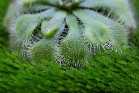 Image result for Drosera natalensis