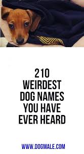 Pin On Dog Names