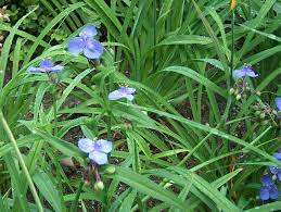 Potted plants can add a pop of color to your home, but dog owners should know about these common house plants poisonous to dogs. Tradescantia Hairy Stem Spiderwort Indian Paint Purple Heart Spiderwort Tradescantia North Carolina Extension Gardener Plant Toolbox