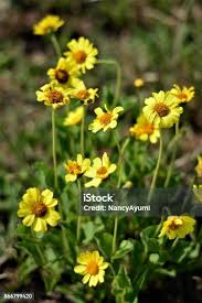 Image result for Aspilia