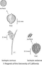 Image result for Isolepis