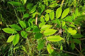Allowed to proceed unchecked, it is able to take over a prairie or savanna natural area. How To Identify Remove And Treat Poison Sumac
