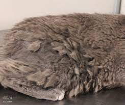 They can also struggle with mats if they. How To Remove Cat Matts Cat Naps Cattery