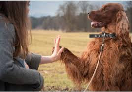 Image result for irský setr