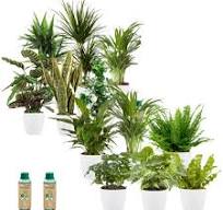 Kantoorplanten - Makkelijke en Luchtzuiverende Planten - Kantoorinrichting  - Witte Pot - 12 stuks - Planten voor op Kantoor