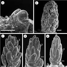 Image result for Cenchrus unisetus