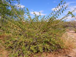 Image result for Grewia villosa