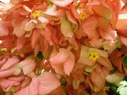 Image result for Mussaenda