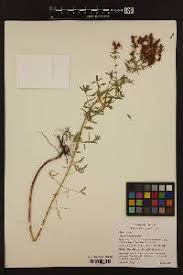Image result for Hypericum quartinianum