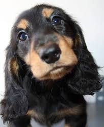 Longhair Baby Dachshund Puppies Dachshund Dog Baby Dachshund