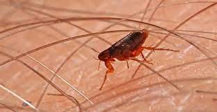 When it comes to pest control, who is financially responsible? Best Pest Control Services Cheapest Pest Control