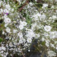 Buy Gypsophila Paniculata Bristol Fairy Baby S Breath In The Uk