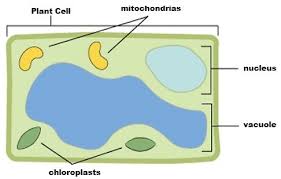 Jul 22, 2021 · figure: Organization Of The Photosynthetic Apparatus Plant Pigments And Photosynthesis Passel