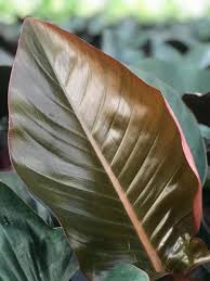 Check spelling or type a new query. Philodendron Rojo Congo Farm Life Tropical Foliage