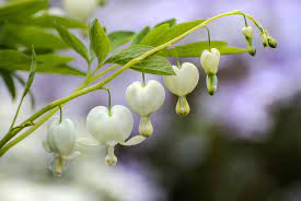 Bleeding Heart Lamprocapnos Spectabilis Bleeding Heart Green And Grey Foliage