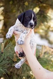 Image result for auvergneský ohař