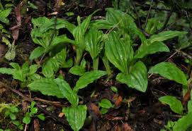 Image result for Liparis bowkeri