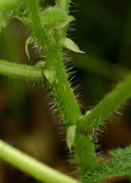 Image result for Obetia