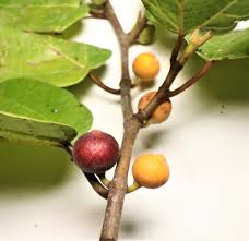 Image result for Ficus trichopoda