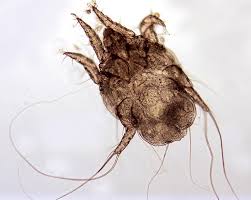 Image result for what do otodectes cynotis look like in dog fur