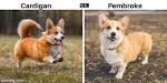 The Different Types of Corgis - Cardigan and Pembroke ...