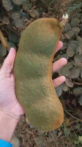 Image result for Macropsychanthus