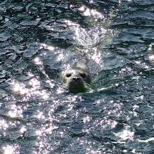 Das Seewasseraquarium In Wilhelmshaven Hat Viel Mehr Als Nur Fische Im Programm Euch Allen Einen Schonen Dienstag Machd Instagram Posts Instagram Polar Bear