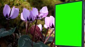 Billboard Green Screen Near The Violets Flowers Stock Footage Ad Screen Green Billboard Violets Greenscreen Violet Flower Print Designs Inspiration