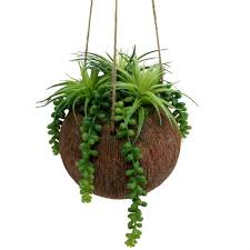 Ottieni piante pendenti da idee e ispirazione! Piante Pendenti Piante Grasse In Vaso L60cm O16cm 800880 3 Acquista A Buon Mercato Online