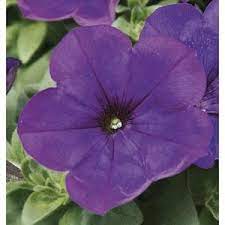 3 Quart Purple Petunia L17312 Lowes Com Purple Petunias Petunias Purple