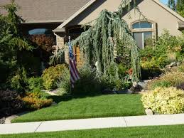 Weeping Blue Atlas Cedar Weeping Blue Atlas Cedar Blue Atlas Cedar Landscaping Inspiration