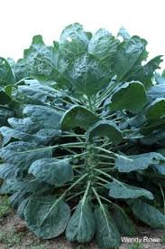 We did not find results for: Edible Landscaping Edible Of The Month Brussels Sprouts Garden Org