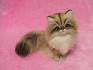 Teacup Persian Kittens For Sale in Texas, CFA Pet Silver ...