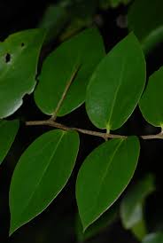 Image result for Dovyalis macrocalyx