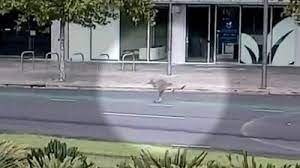Adelaide channel 9 reporter mike lorigan chats to jane and gary about south australia's lockdown easing early. Australia Coronavirus Lockdown Kangaroo Hops Through Empty Adelaide Streets Bbc News