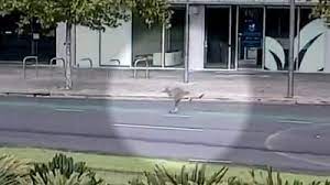 Take care of him, and yourselves adelaide #adelaidelockdown pic.twitter.com/3g0lb8v9sv. Australia Coronavirus Lockdown Kangaroo Hops Through Empty Adelaide Streets Bbc News