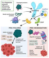 The proteome is the entire set of proteins produced or modified by an organism or system. Cells Free Full Text With Or Without You Co Chaperones Mediate Health And Disease By Modifying Chaperone Function And Protein Triage Html