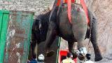 1 elephant died, 4 others were hurt after a circus truck crash