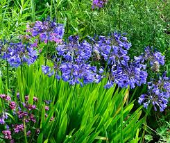 Image result for Agapanthus codii