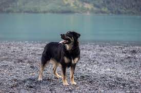 12271 quail rd, avon, mn 56310. Australian Shepherd German Shepherd Mix The Best Dog K9 Web