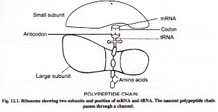 Protein synthesis, also called translation , begins when the two ribosomal subunits link onto the mrna. Protein Synthesis Translation With Diagram