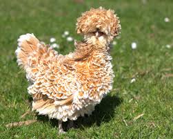 Maybe you would like to learn more about one of these? 101 Chicken Breeds Buff Laced Polish Frizzle Hen Kevin Lovibond