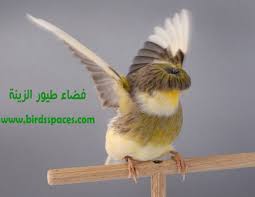 وللدقة اكتر في درجات معيانة تخترها في المزج يطلعلك الدرجة المتوسطة. Ù„ÙˆÙ† Ø§ØµÙØ± ÙƒÙ†Ø§Ø±Ù‰