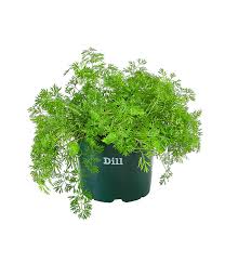 Ideal ist, wenn man den käse im stück einfriert. Bioland Dill Dehner