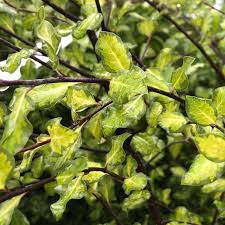Image result for Pittosporum tenuifolium