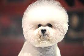 pin by kopek dunyasi on bichon frise in 2021 bichon frise bichon teddy bear