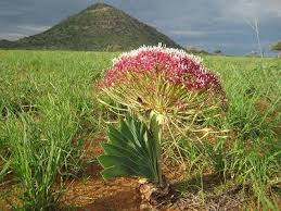 Image result for Boophone