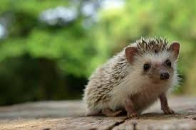 Sie nimmt den schwanz freundlich in sich auf. Igel Uberwintern Im Garten So Machen Sie Richtig Platz Fur Igel Im Winter