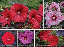 Image result for Hibiscus mastersianus