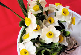 It is a time when people in beijing visit. Chinese New Year Decorations And Flowers For Good Luck And Prosperity Tesselaar Flowers